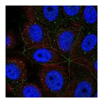 Atlas Antibodies Anti-PCDHA11 Antibody