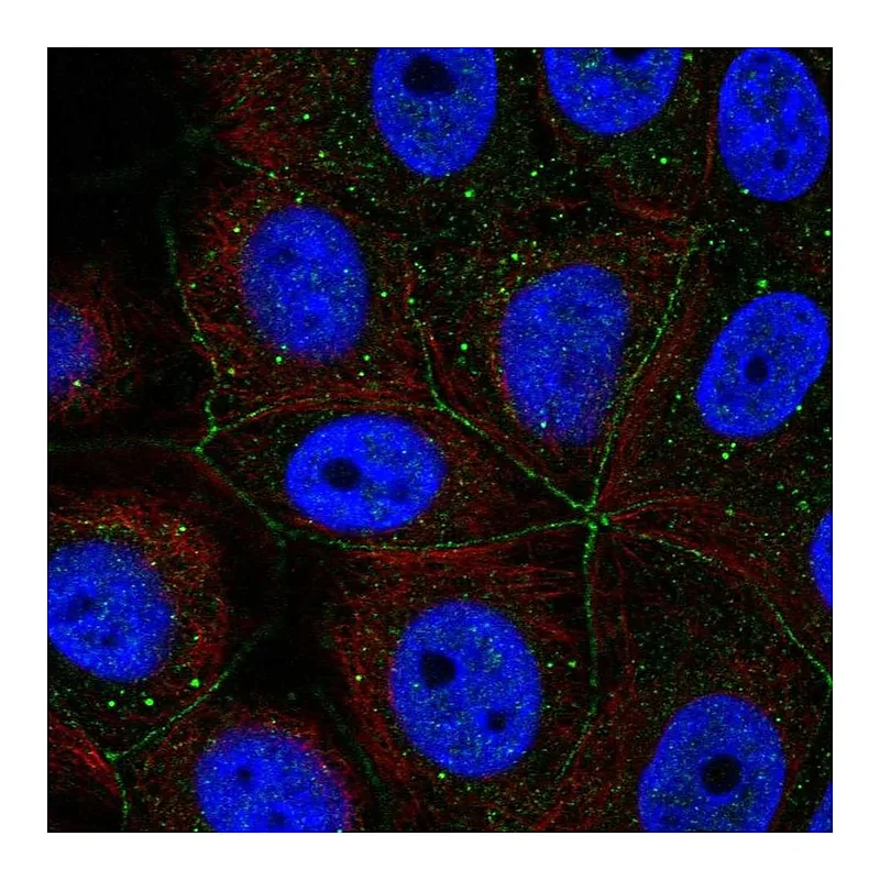 Atlas Antibodies Anti-PCDHA11 Antibody