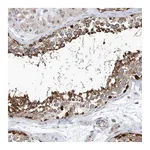Atlas Antibodies Anti-PCDHA2 Antibody