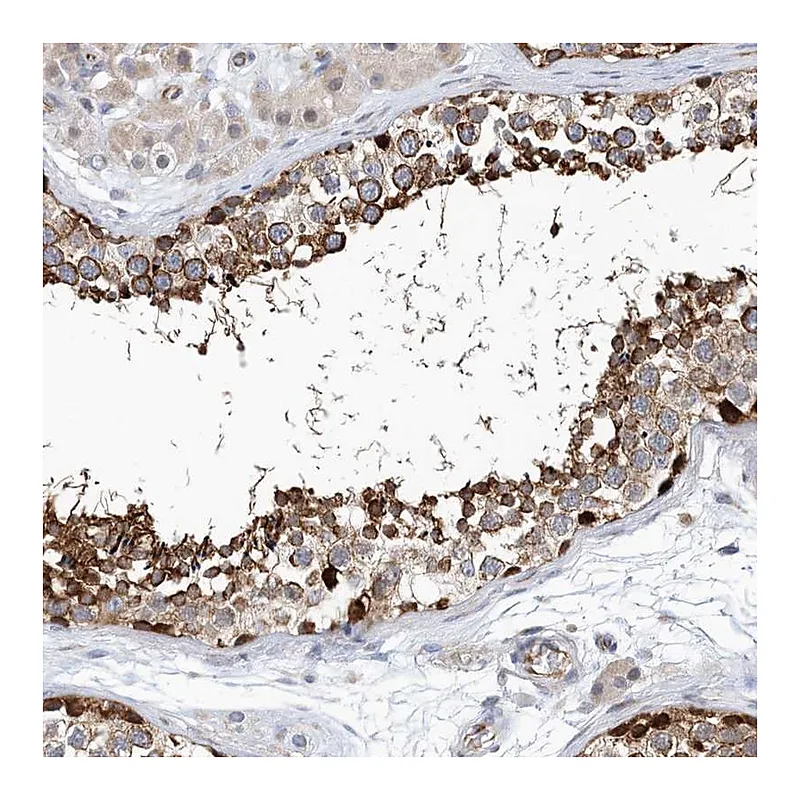 Atlas Antibodies Anti-PCDHA2 Antibody