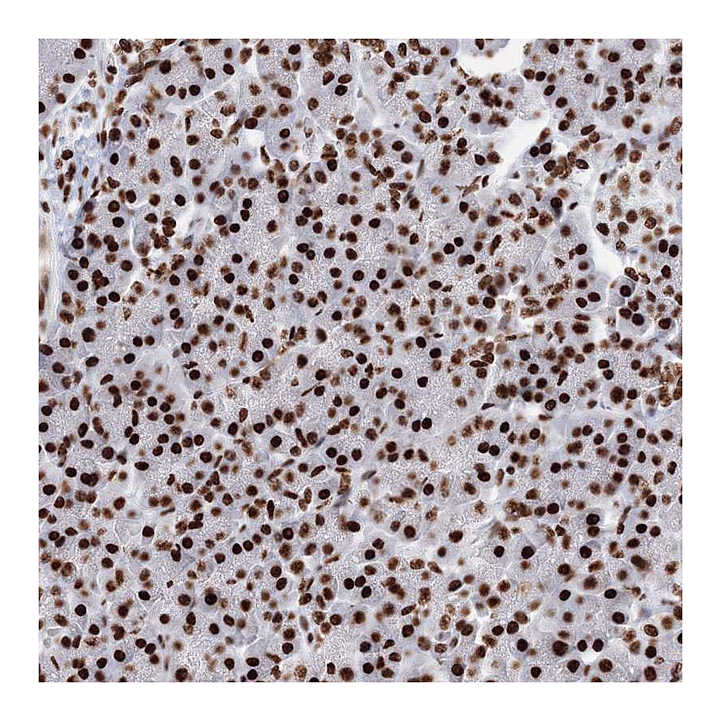 Atlas Antibodies Anti-PCDHA3 Antibody