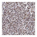 Atlas Antibodies Anti-PCDHA3 Antibody