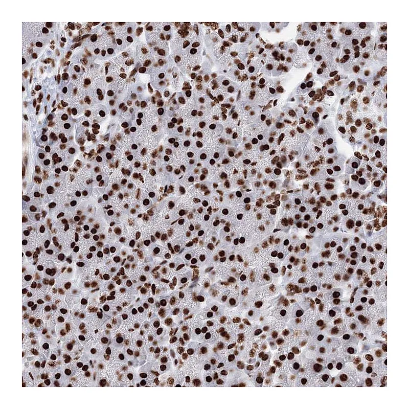 Atlas Antibodies Anti-PCDHA3 Antibody