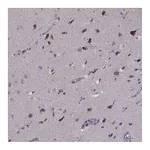 Atlas Antibodies Anti-PCDHA4 Antibody