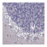 Atlas Antibodies Anti-PCDHA6 Antibody