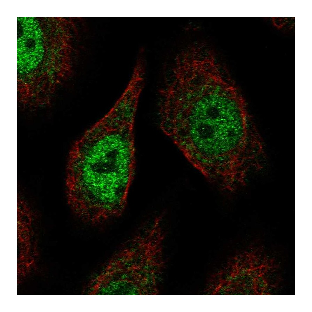Atlas Antibodies Anti-PCDHAC2 Antibody