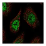 Atlas Antibodies Anti-PCDHAC2 Antibody
