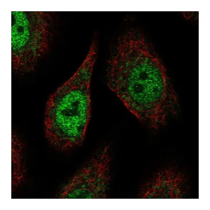 Atlas Antibodies Anti-PCDHAC2 Antibody
