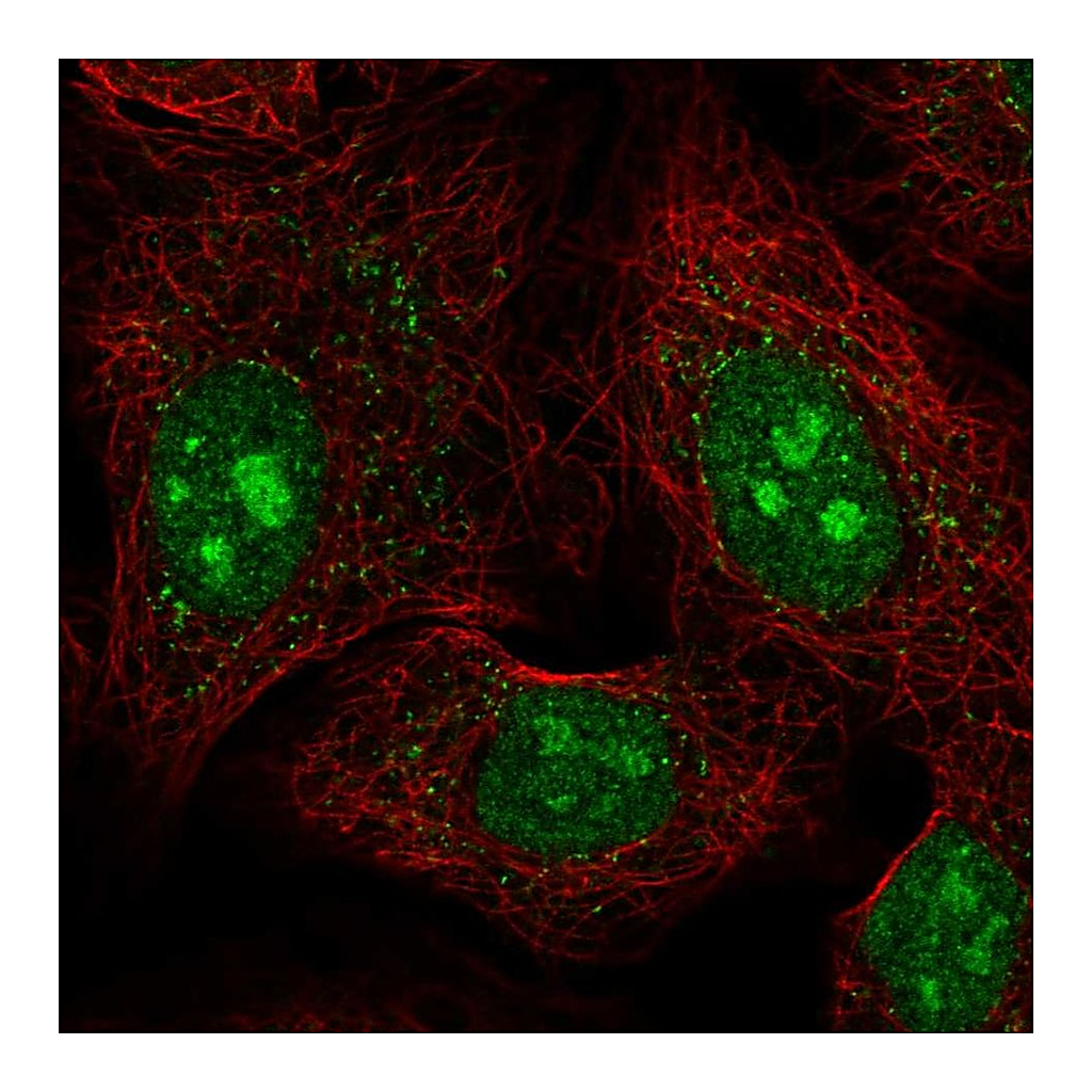 Atlas Antibodies Anti-PCDHAC1 Antibody