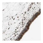 Atlas Antibodies Anti-PCDHB10 Antibody