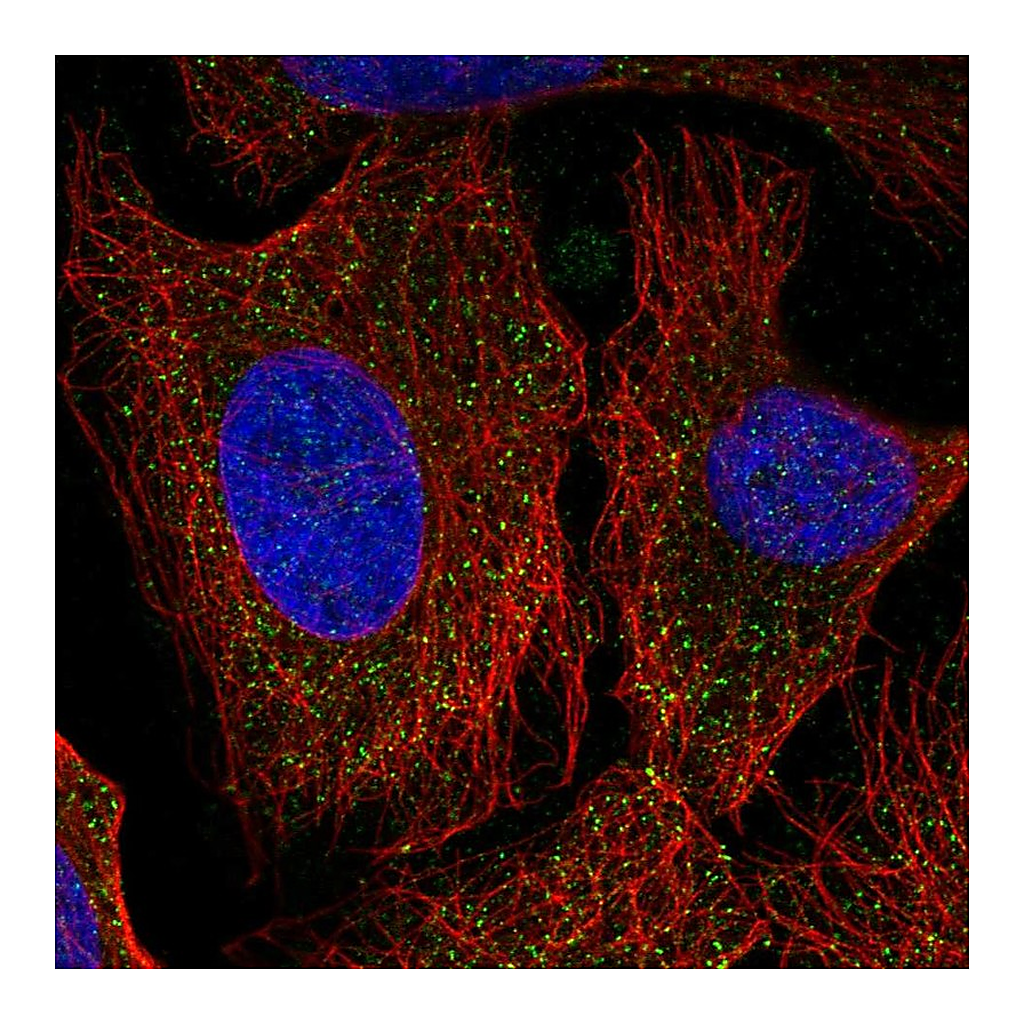 Atlas Antibodies Anti-PCDHA6 Antibody