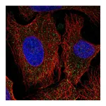 Atlas Antibodies Anti-PCDHA6 Antibody