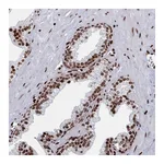 Atlas Antibodies Anti-PCDHB11 Antibody