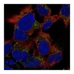 Atlas Antibodies Anti-PCDHB15 Antibody