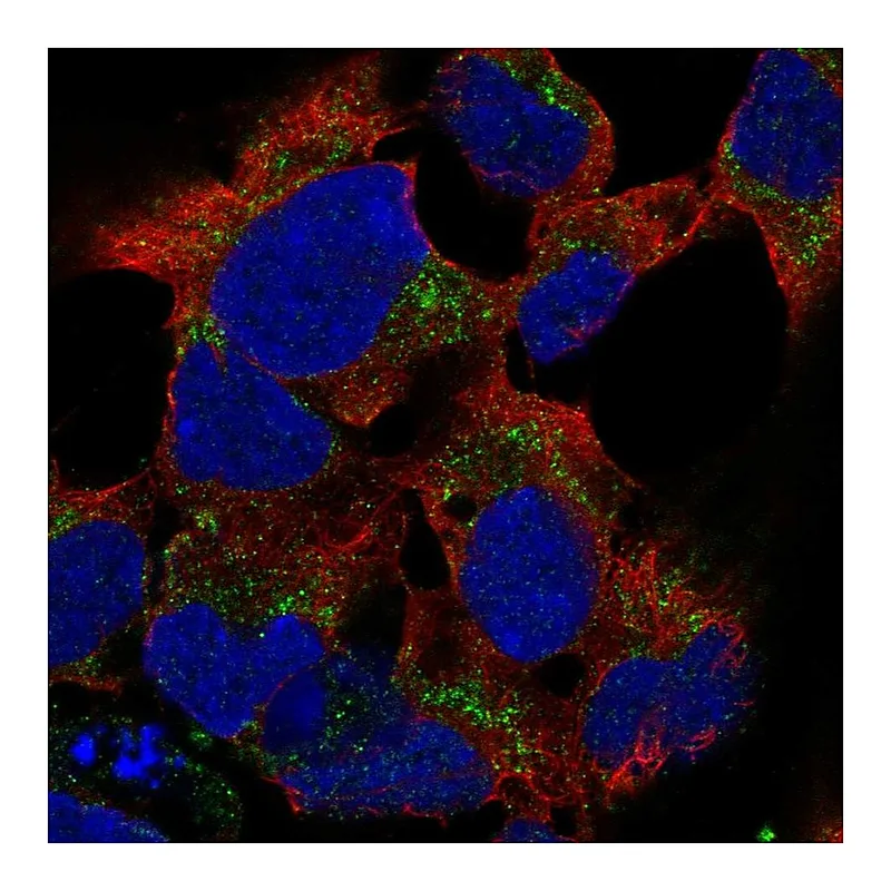 Atlas Antibodies Anti-PCDHB15 Antibody