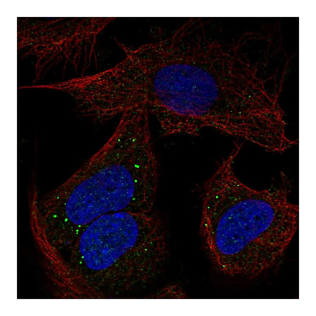 Atlas Antibodies Anti-PCDHB14 Antibody
