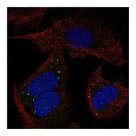 Atlas Antibodies Anti-PCDHB14 Antibody