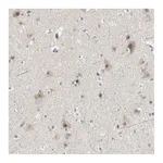 Atlas Antibodies Anti-PCDHB15 Antibody