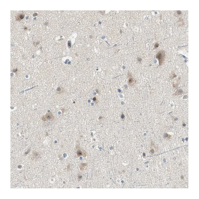 Atlas Antibodies Anti-PCDHB15 Antibody
