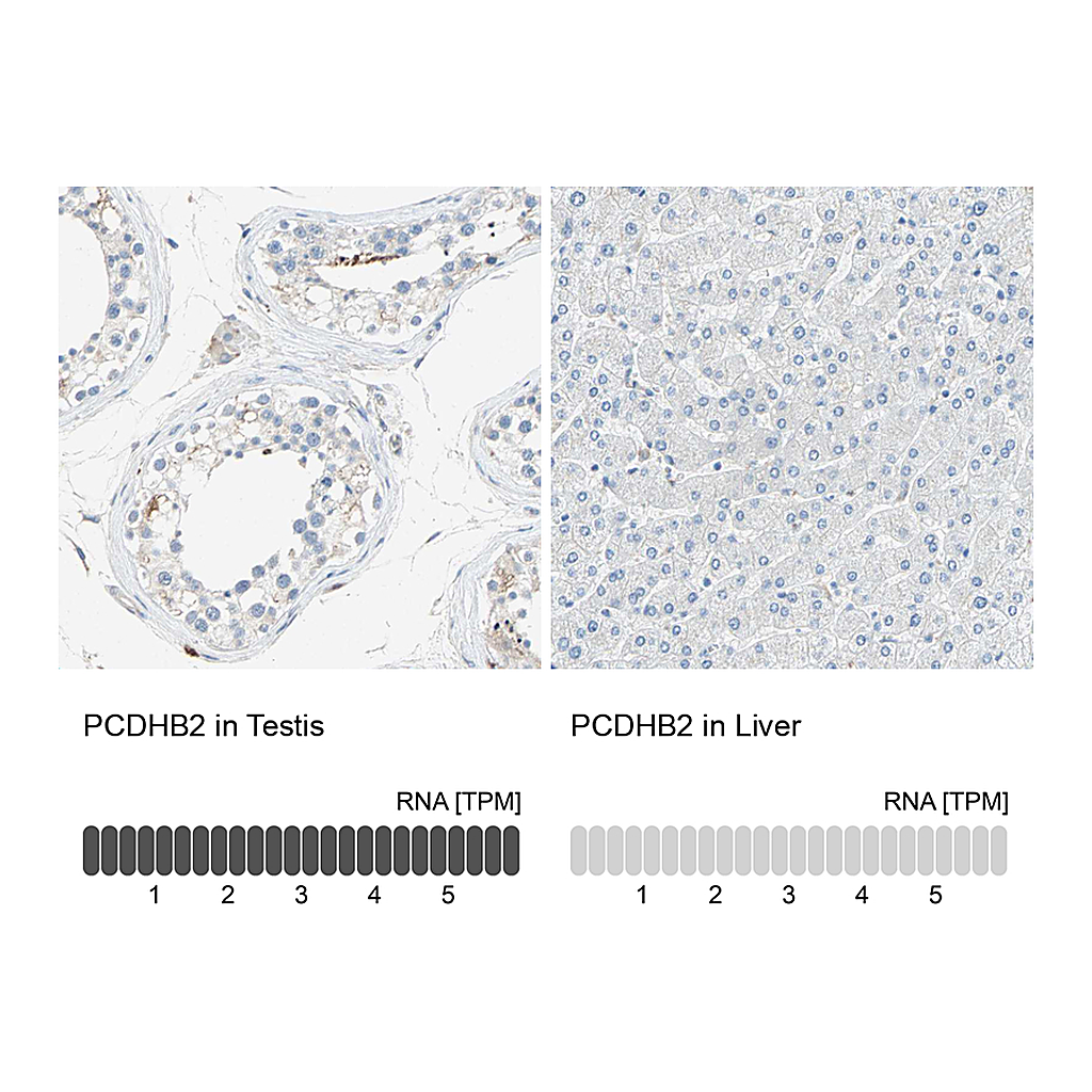 Atlas Antibodies Anti-PCDHB2 Antibody