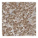 Atlas Antibodies Anti-PCDHB4 Antibody