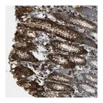 Atlas Antibodies Anti-PCDHB5 Antibody