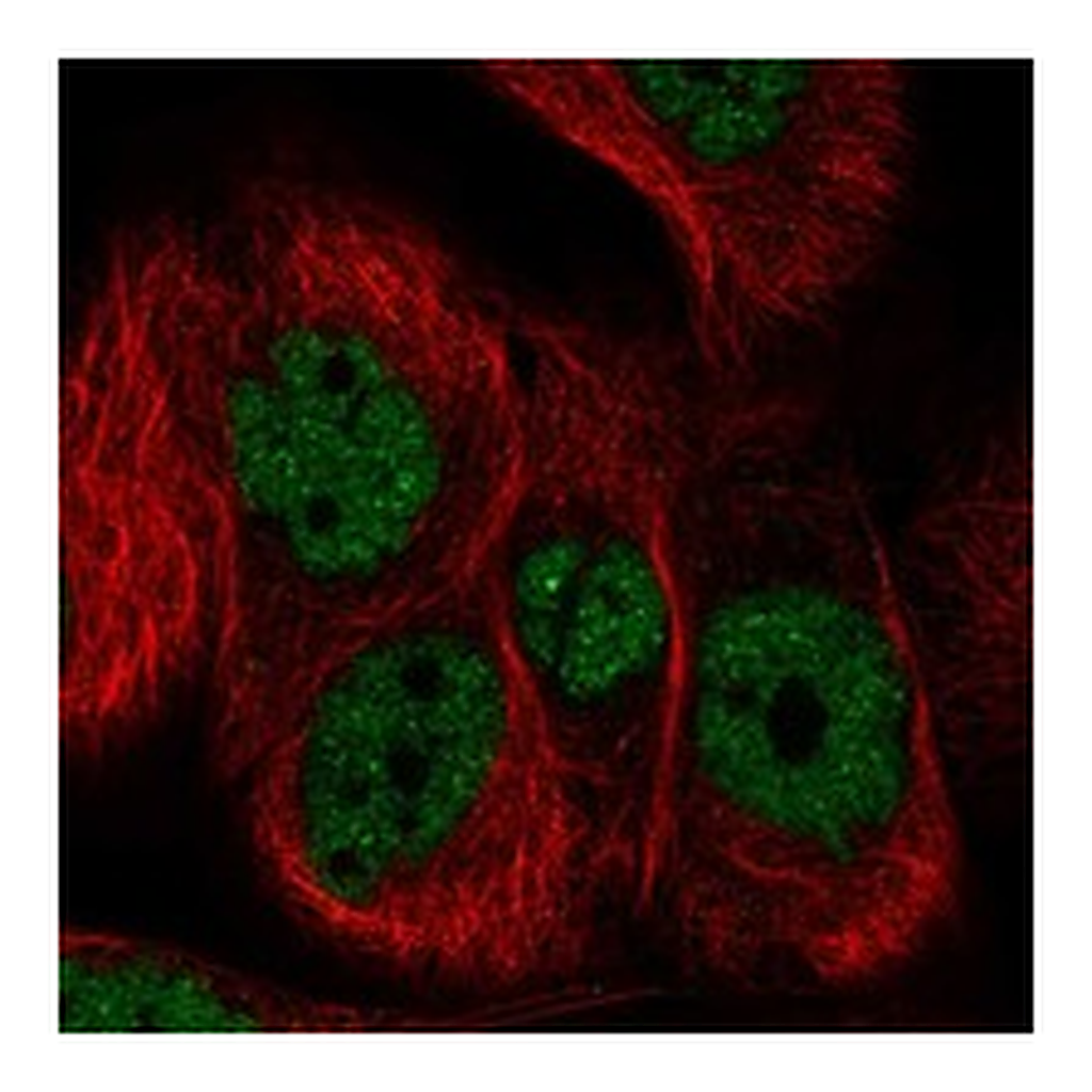 Atlas Antibodies Anti-PCDHB6 Antibody