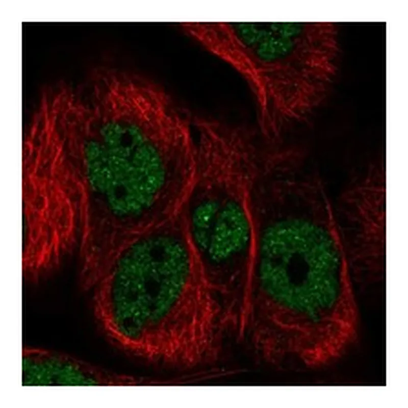 Atlas Antibodies Anti-PCDHB6 Antibody