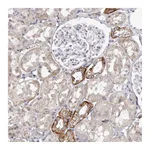 Atlas Antibodies Anti-PCDHB6 Antibody