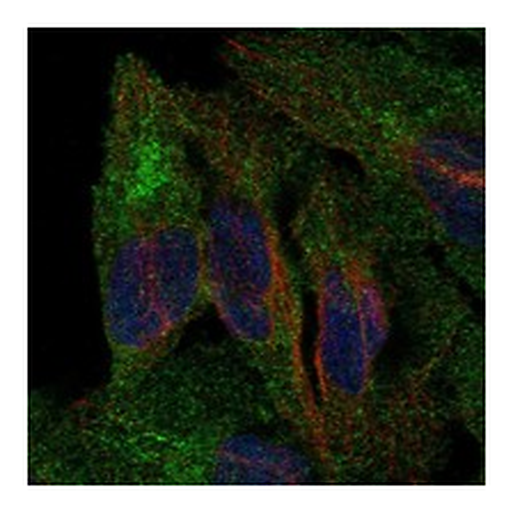 Atlas Antibodies Anti-PCDHB5 Antibody