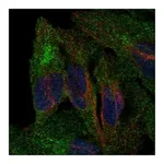 Atlas Antibodies Anti-PCDHB5 Antibody