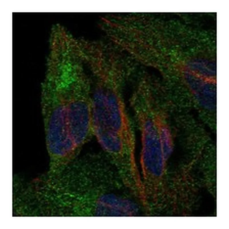 Atlas Antibodies Anti-PCDHB5 Antibody