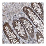 Atlas Antibodies Anti-PCDHGA1 Antibody