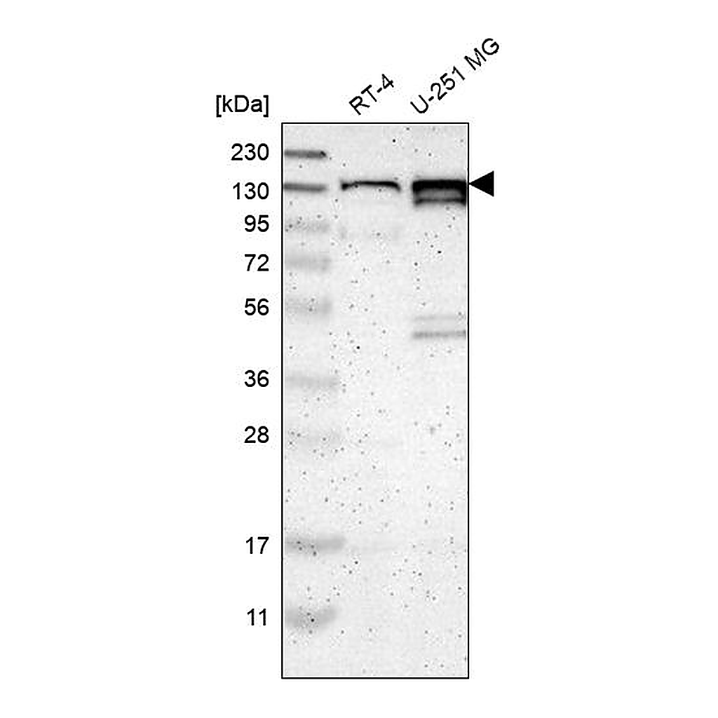 Atlas Antibodies Anti-PCDHGA2 Antibody
