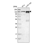 Atlas Antibodies Anti-PCDHGA2 Antibody