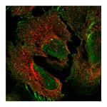 Atlas Antibodies Anti-PCDHGA2 Antibody