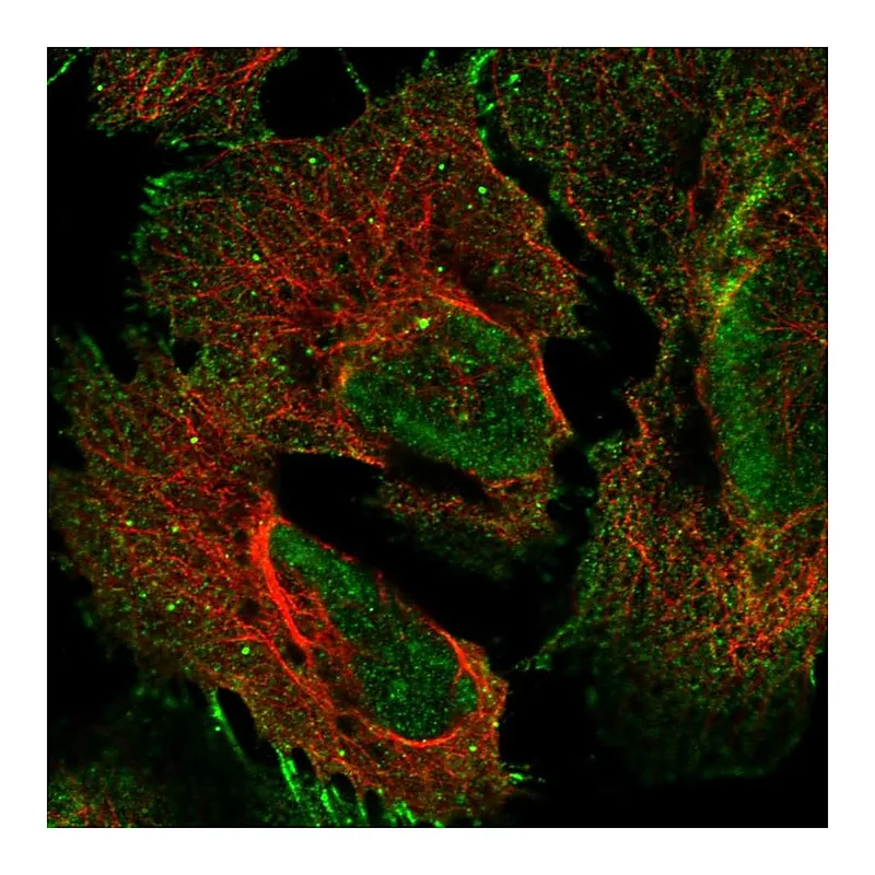 Atlas Antibodies Anti-PCDHGA2 Antibody