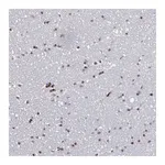 Atlas Antibodies Anti-PCDHB8 Antibody