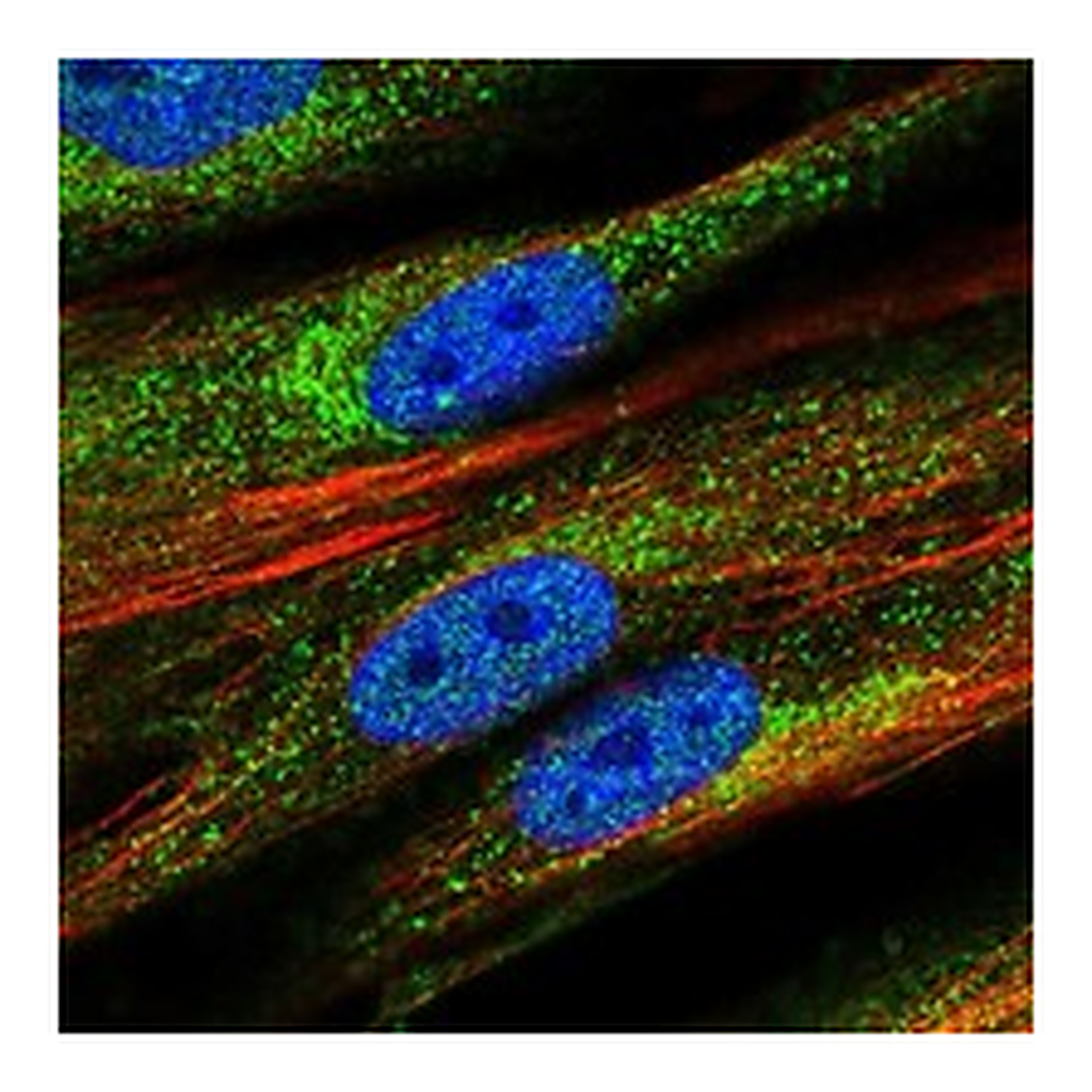 Atlas Antibodies Anti-PCDHGB3 Antibody