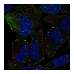 Atlas Antibodies Anti-PCDHGB2 Antibody