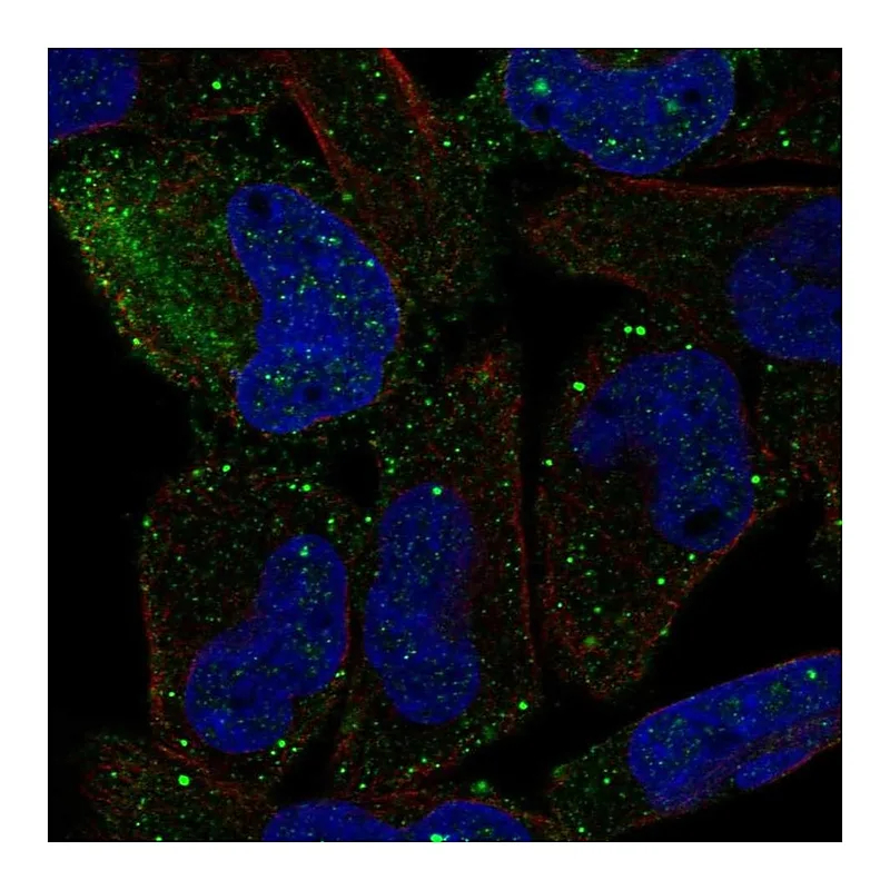 Atlas Antibodies Anti-PCDHGB2 Antibody