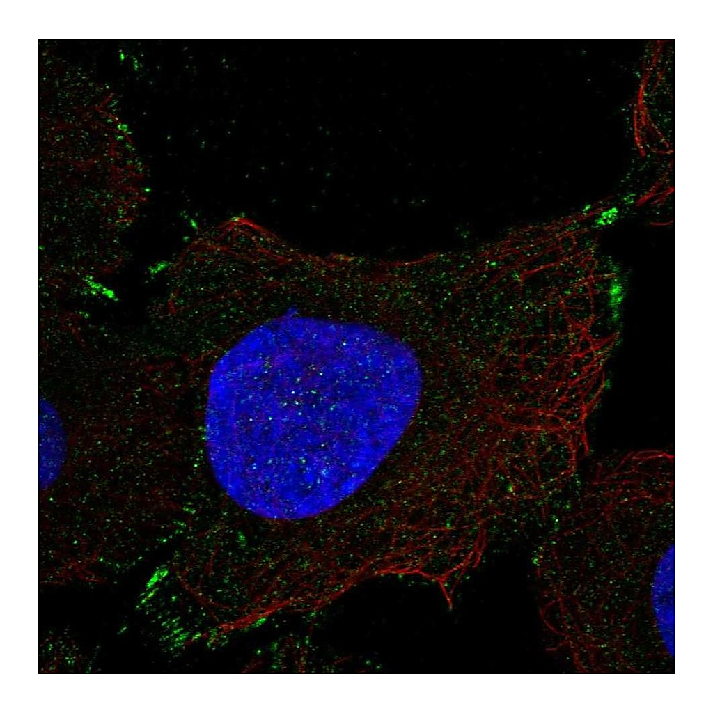 Atlas Antibodies Anti-PCDHGB1 Antibody