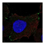 Atlas Antibodies Anti-PCDHGB1 Antibody