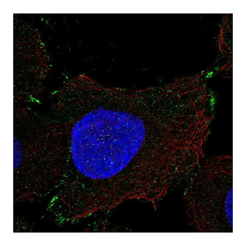Atlas Antibodies Anti-PCDHGB1 Antibody