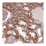 Atlas Antibodies Anti-PCDHGB3 Antibody