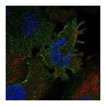 Atlas Antibodies Anti-PCDHGC3 Antibody