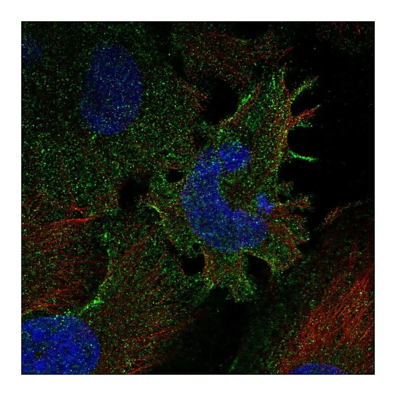 Atlas Antibodies Anti-PCDHGC3 Antibody