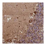 Atlas Antibodies Anti-PCED1A Antibody