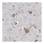 Atlas Antibodies Anti-PCDHGC5 Antibody