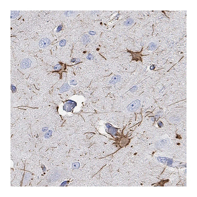 Atlas Antibodies Anti-PCDHGC5 Antibody